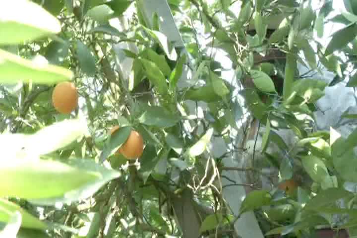 Thumbnail image for California's Bountiful: Show #2663