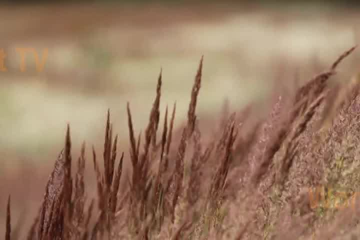 Thumbnail image for I.E. Sports Weekly: 8/21/17 Edition